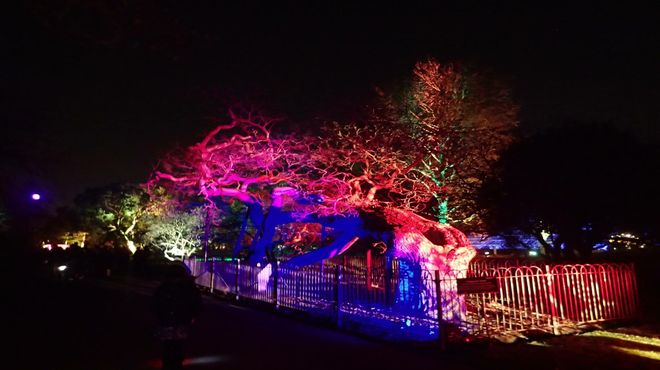 Christmas at Kew