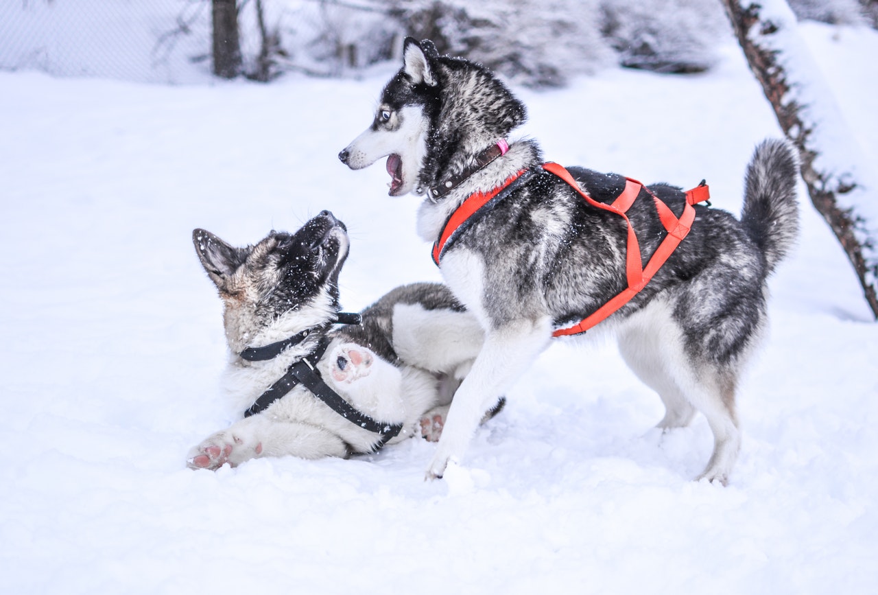 Husky Ride