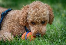 What are the benefits of using e-collars for training your dog? dog E-collars