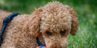 What are the benefits of using e-collars for training your dog? dog E-collars