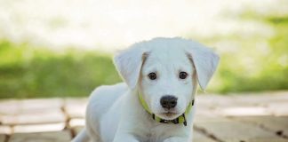 How Good Is CBD Oil For Pets? CBD