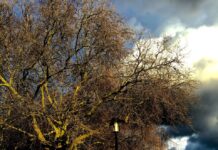 Isle of Dogs | London’s Hidden Gem | A Guide Isle of Dogs in London