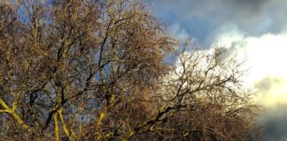 Isle of Dogs | London’s Hidden Gem | A Guide Isle of Dogs in London