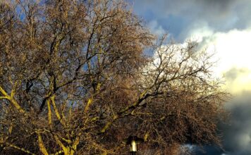 Isle of Dogs | London’s Hidden Gem | A Guide Isle of Dogs in London
