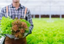 Embracing Green: The Sustainable Packaging Advantage for Your Food Business