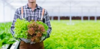 Embracing Green: The Sustainable Packaging Advantage for Your Food Business