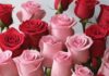 Embracing the Romance: Exploring the Significance and Traditions of Valentine’s Week Valentine's Day