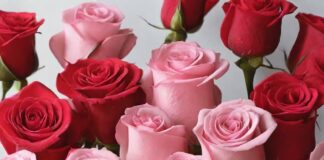 Embracing the Romance: Exploring the Significance and Traditions of Valentine’s Week Valentine's Day