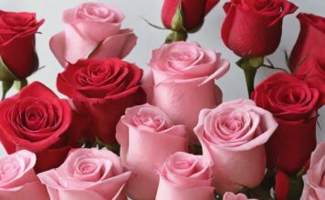 Embracing the Romance: Exploring the Significance and Traditions of Valentine’s Week Valentine's Day