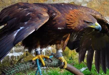 Hancock Birds: A Detailed Examination of the Wings and Flight Hancock Bird