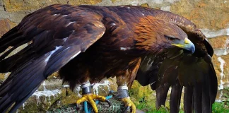 Hancock Birds: A Detailed Examination of the Wings and Flight Hancock Bird