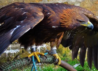 Hancock Birds: A Detailed Examination of the Wings and Flight Hancock Bird