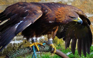 Hancock Birds: A Detailed Examination of the Wings and Flight Hancock Bird