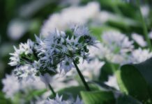 Finding wild garlic and growing your own wild garlic