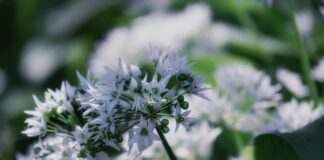 Finding wild garlic and growing your own wild garlic