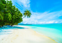 A Closer Look at the Meaning and Effects of the Malibu Logo Malibu Logo