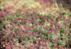 How to Establish a Lawn of Creeping Thyme? Lawn of Creeping Thyme
