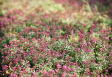 How to Establish a Lawn of Creeping Thyme? Lawn of Creeping Thyme