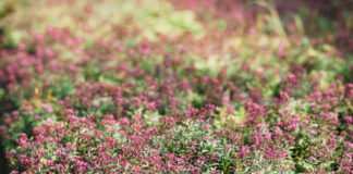 How to Establish a Lawn of Creeping Thyme? Lawn of Creeping Thyme