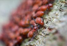 Understanding the Risks of DIY Pest Control Pest Control