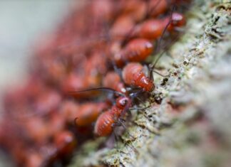 Understanding the Risks of DIY Pest Control Pest Control