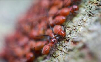 Understanding the Risks of DIY Pest Control Pest Control