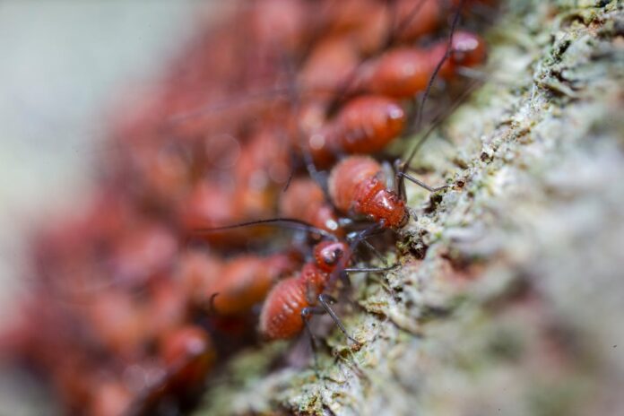 Pest Control