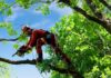 What is the Difference Between a Gardener and a Tree Surgeon? Tree Surgeon