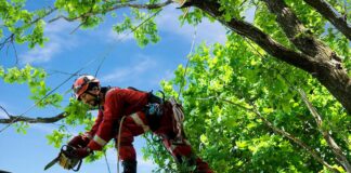 What is the Difference Between a Gardener and a Tree Surgeon? Tree Surgeon