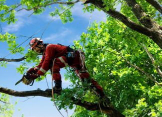 What is the Difference Between a Gardener and a Tree Surgeon? Tree Surgeon