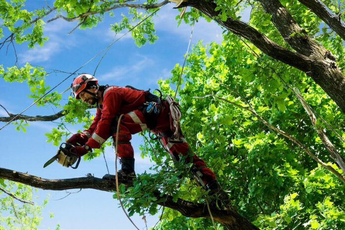 Tree Surgeon