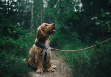 How to Build a Strong Bond with Your Dog Through Positive Reinforcement