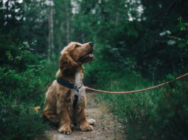How to Build a Strong Bond with Your Dog Through Positive Reinforcement