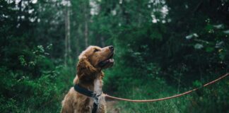 How to Build a Strong Bond with Your Dog Through Positive Reinforcement