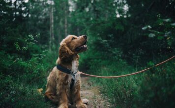 How to Build a Strong Bond with Your Dog Through Positive Reinforcement