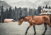 Three Days Of Polo At 3,700 Metres Three Days Of Polo At 3,700 Metres