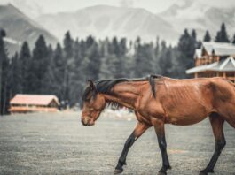 Three Days Of Polo At 3,700 Metres Three Days Of Polo At 3,700 Metres