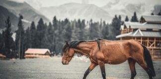 Three Days Of Polo At 3,700 Metres Three Days Of Polo At 3,700 Metres