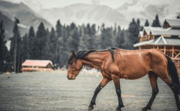 Three Days Of Polo At 3,700 Metres Three Days Of Polo At 3,700 Metres