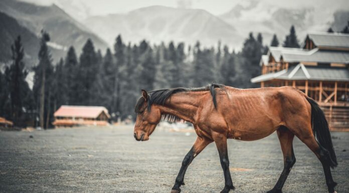 Three Days Of Polo At 3,700 Metres Three Days Of Polo At 3,700 Metres
