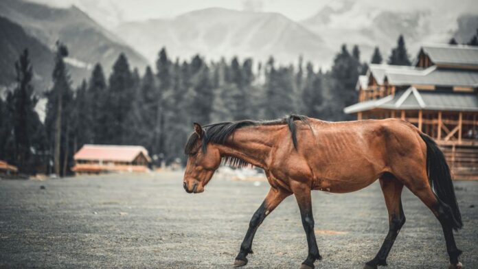 Three Days Of Polo At 3,700 Metres (2) Three Days Of Polo At 3,700 Metres