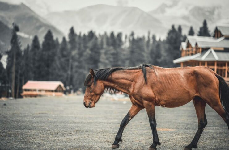 Three Days Of Polo At 3,700 Metres Three Days Of Polo At 3,700 Metres