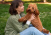 Cockapoo: A Full Introduction to This Kind and Astute Companion Cockapoo