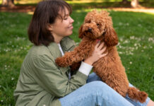 Cockapoo: A Full Introduction to This Kind and Astute Companion Cockapoo