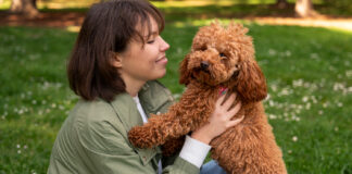 Cockapoo: A Full Introduction to This Kind and Astute Companion Cockapoo