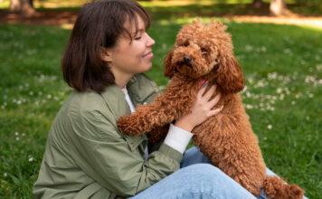 Cockapoo: A Full Introduction to This Kind and Astute Companion Cockapoo