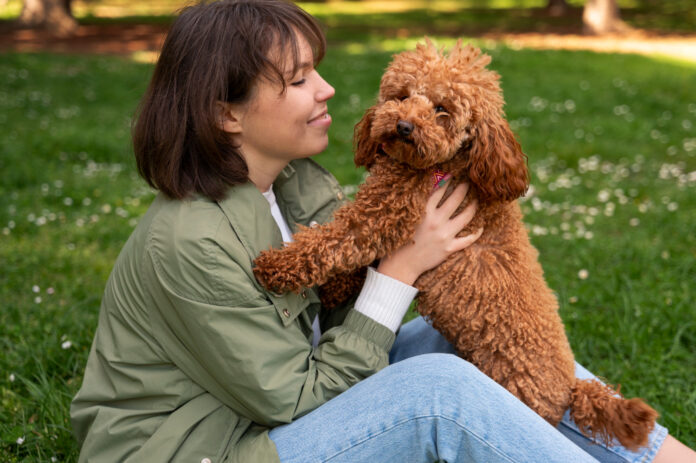 Cockapoo A Full Introduction to This Kind and Astute Companion Cockapoo